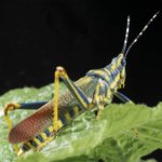 grasshoppers are harvested and dusted with gold before being placed on t 1107 532635 1 7046588 500