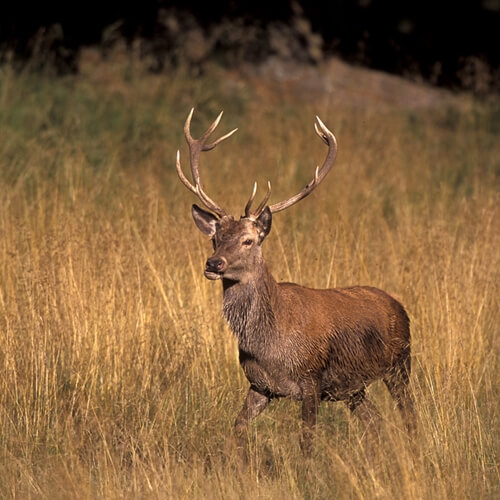 the commercial sale of wild game meat may be made legal in the near futu 1107 541668 1 14095977 500