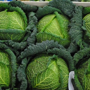 4x6 cabbage