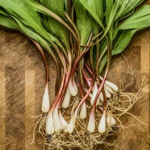 ramps-have-become-one-of-the-latest-farmtotable-trending-vegetables-_1107_40051930_1_14114520_500-300×300