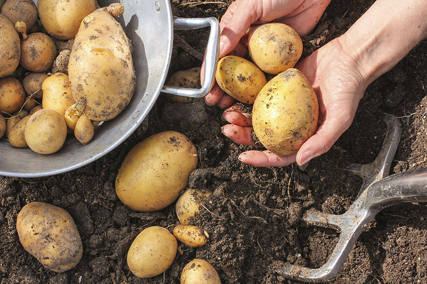 All About Farm-To-Table