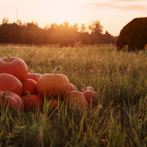 Pumpkins offer so many possibilities.