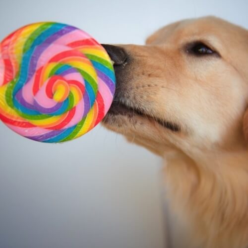 Dog-Friendly Sweets You Can Make Fast: You’re Welcome, Fido