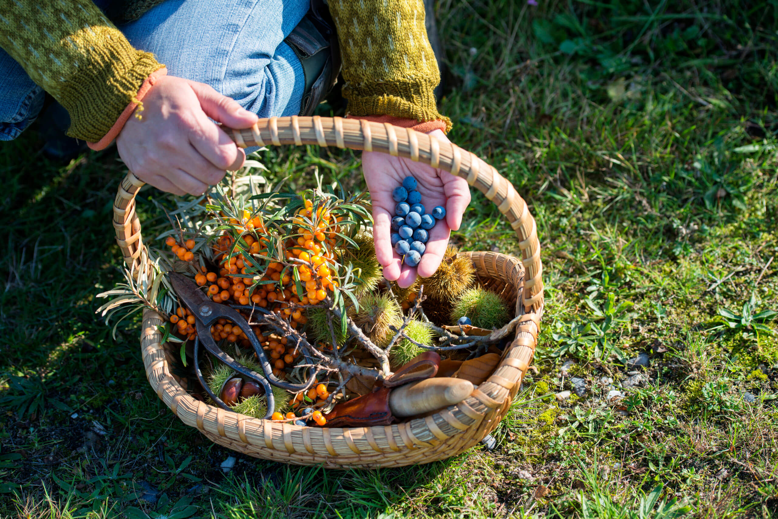 Food Forager