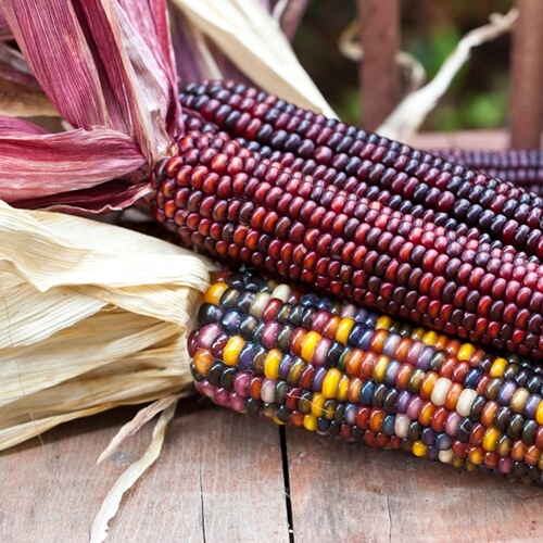 According to the Non GMO Project, 88 percent of the U.S. corn crop is genetically modified.