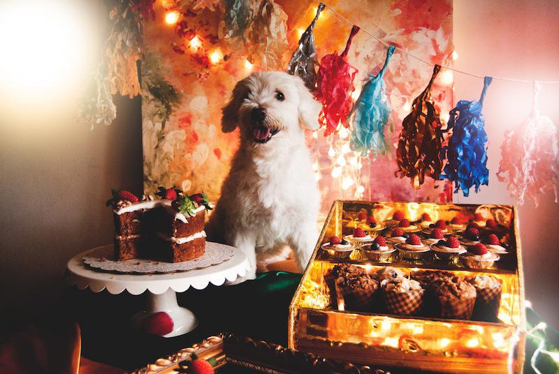Dogs enjoy desserts just as much as people do.
