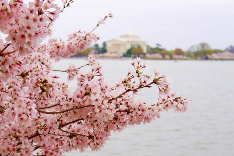 Blooming cherry tree