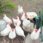 Chickens that are cage-free do not necessarily have access to the outside world. They often live in massive  barns but are able to walk, nest and stretch their wings.