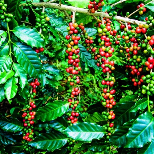 Coffee Flour is made out of the cherry which is discarded after the bean is extracted for use in conventional coffee beverages.