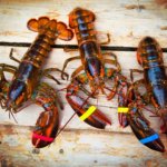 Even as prices rise, lobster proves to be a popular ingredient for chefs everywhere.