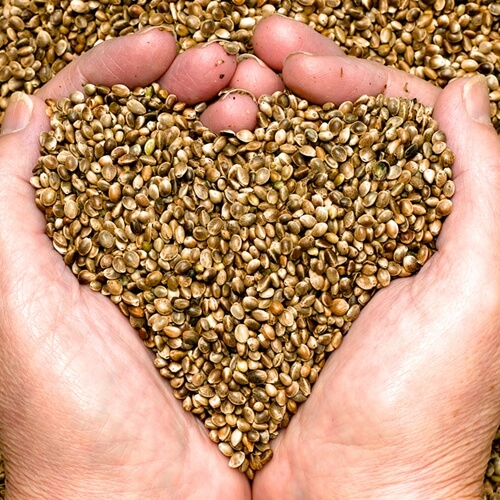 How To Integrate Hemp Seeds into Your Diet