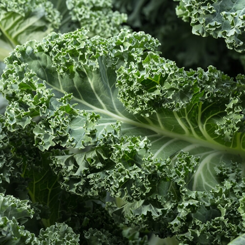 Kale has gained popularity in the kitchen in recent years.